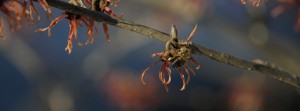 Biene an Zaubernuss FB Banner Biene an Zaubernuss FB Banner