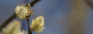Biene auf Weidenkätzchen FB Banner Biene auf Weidenkätzchen FB Banner