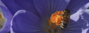 Biene im ila Krokus FB Banner Biene im ila Krokus FB Banner