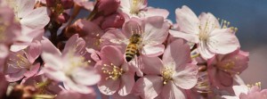 Biene-Kirschbl&uuml;ten FB Banner