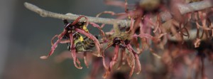 Biene unter Zaubernussblüte FB Banner Biene unter Zaubernussblüte FB Banner