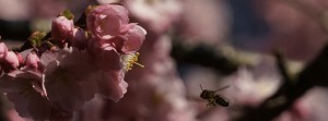Biene zur Kirschbl&uuml;te FB Banner