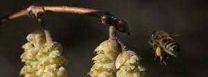 Bienenarbeit im Vorfr&uuml;hling FB Banner