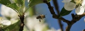 Bienenflug im Fr&uuml;hling FB Banner