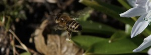 Bienenflug im Vorfr&uuml;hling FB Banner