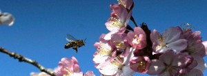 Bienenflug zur rosa Kirschbl&uuml;te FB Banner