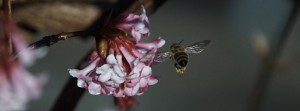 Bienenflug zur Schneeballbl&uuml;te FB Banner