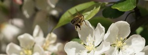 Bienenflug zur wei&szlig;en Bl&uuml;te FB Banner