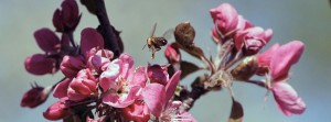 Bienenflug zwischen rosa Bl&uuml;ten FB Banner