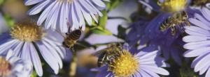 Flei&szlig;ige Biene im Herbst FB Banner
