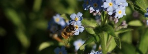 Vergissmeinnicht-Biene FB Banner Vergissmeinnicht-Biene FB Banner