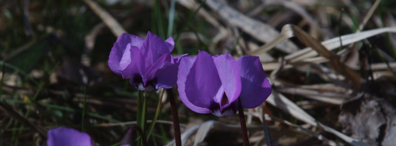 Alpenveilchen Banner FB