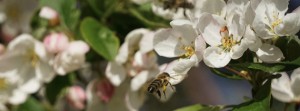 Bienenflug zur Apfelblüte Banner FB