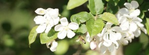 Bienenflug zur Blüte Banner FB