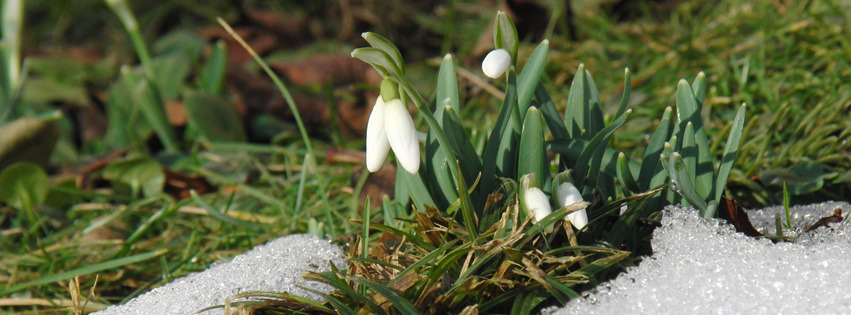 Die Scheeglöckchen kommen 851x315