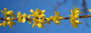 Forsythienzweig Banner FB
