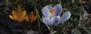 Fr&uuml;hling Krokusse Banner FB