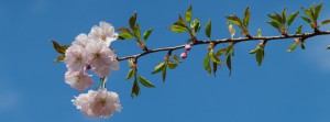 Kirschbl&uuml;ten vor blauen Himmel Banner FB