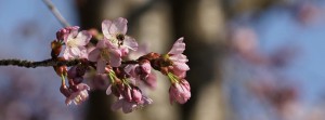 Rosa Kirschblüten mit Biene Banner FB Rosa Kirschblüten mit Biene Banner FB