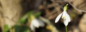 Schneeglöckchen solo Banner FB