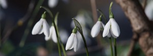 Schneeglöckchenblüten Banner FB