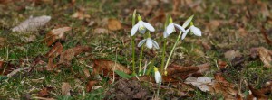 Schneeglöckchengruppe Banner FB