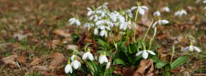 Schneeglöckchengruppe Banner FB
