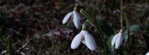 Schneeglöckchenleuten Banner FB