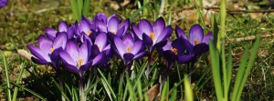 Schöne-lila-Krokusgruppe Banner FB
