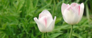 Tulpenpaar Banner FB