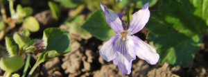 Veilchen hell Banner FB