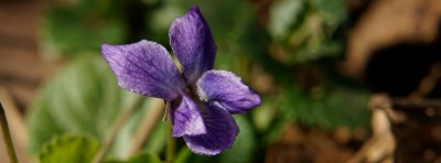 Facebook Titelbilder Frühling 851x315