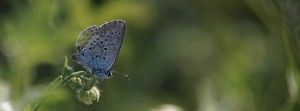Bl&auml;uling im Sommer 2 FB Banner