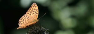 Kaisermantel auf Blüte FB Banner Kaisermantel auf Blüte FB Banner