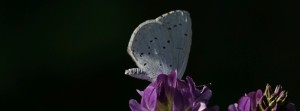 Kleiner Bläuling FB Banner Kleiner Bläuling FB Banner