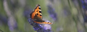 Lavendel mit Schmetterling FB Banner Lavendel mit Schmetterling FB Banner
