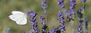 Lavendel mit Schmetterling und Biene FB Banner Lavendel mit Schmetterling und Biene FB Banner
