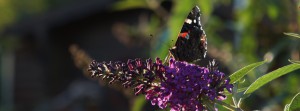 Schmetterling auf Sommerflieder FB Banner Schmetterling auf Sommerflieder FB Banner