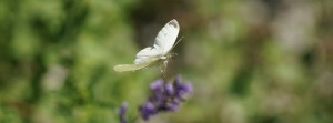 Schmetterling im Sommerflug FB Banner Schmetterling im Sommerflug FB Banner