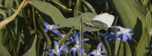 Schmetterling in Blausternbeet FB Banner Schmetterling in Blausternbeet FB Banner