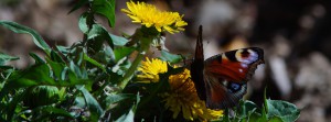 Tagpfauenauge auf Löwenzahn FB Banner Tagpfauenauge auf Löwenzahn FB Banner
