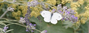 Weissling im Lavendel FB Banner Weissling im Lavendel FB Banner