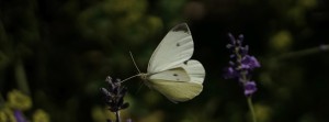 Weissling im Anflug FB Banner Weissling im Anflug FB Banner