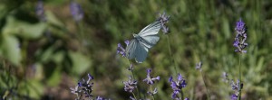 Weissling im Lavendel FB Banner Weissling im Lavendel FB Banner