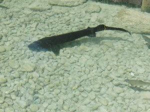 Stör im Süßwasserbecken Stör im Süßwasserbecken