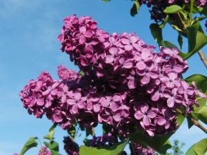 Flieder Rispen vor blauen Himmel 1