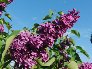 Flieder Rispen vor blauen Himmel 2