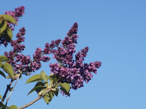 Flieder Rispen vor blauen Himmel 3