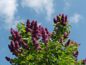 Fliederbusch vor blauen Himmel
