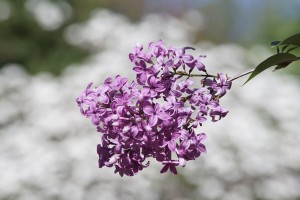 Fliederduft in der Luft